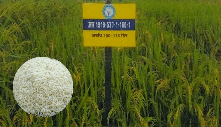 ख़ुशबूदार विष्णुभोग चावल की नयी किस्म विकसित, मिलेगी दोगुनी पैदावार - Kisan Of India