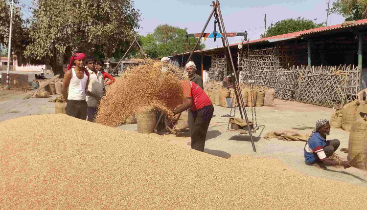 पिछले साल के मुकाबले इस साल अब तक 11.13% ज़्यादा खरीदा गया गेहूँ और 15.44% धान