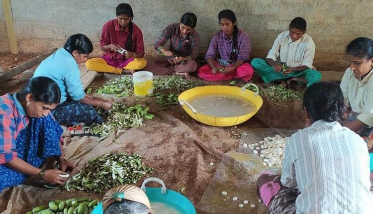 banana flour karnataka farmers केले की खेती 