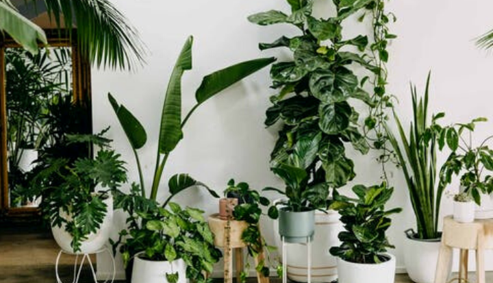 10-plants-which-are-decorative-as-well-as-air-purifiers-and-oxygen-plants