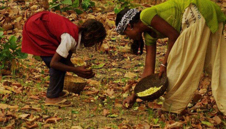 Chhattisgarh mahua flowers export france ( महुआ फूल की खेती )