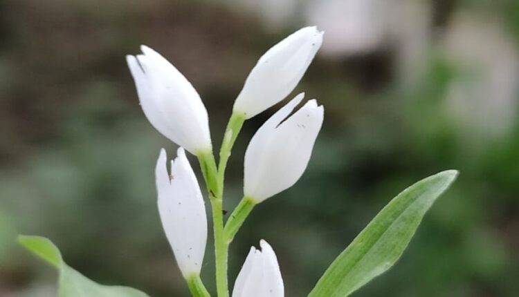 orchid species uttarakhand ( आर्किड की नई प्रजाति ) 