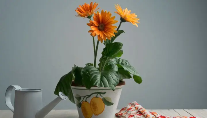 Gerbera Daisy - Kisan Of India