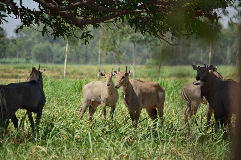 जानवरों से फसल की सुरक्षा