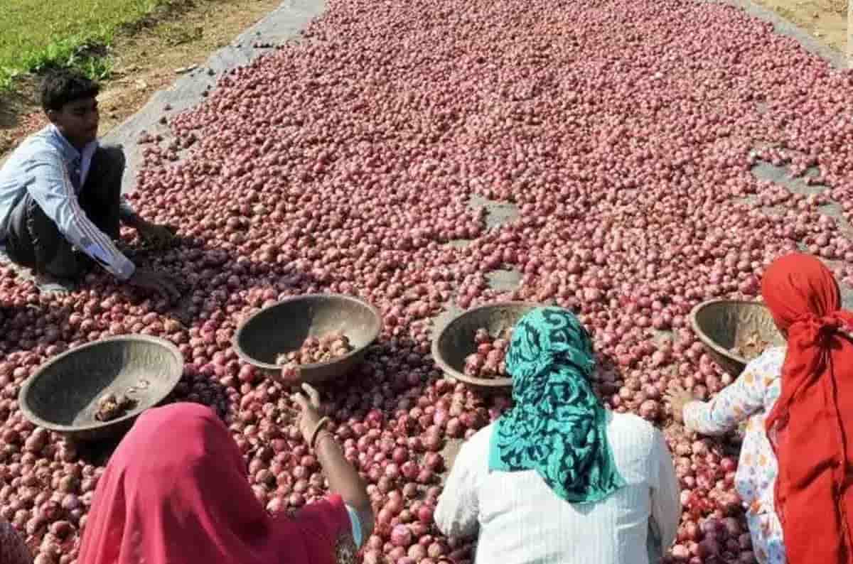 प्याज़ की खेती 