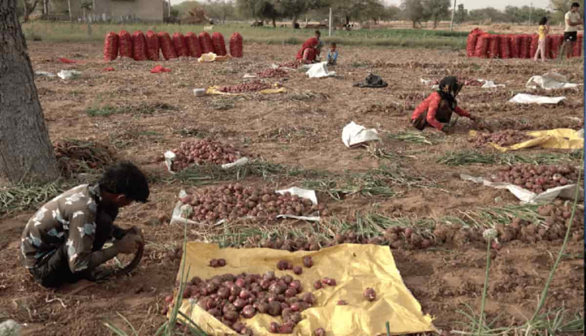 शेखावटी में प्याज़ की खेती (Onion cultivation in Shekhawati)