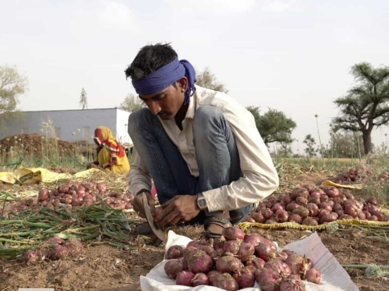 Onion cultivation in Shekhawati