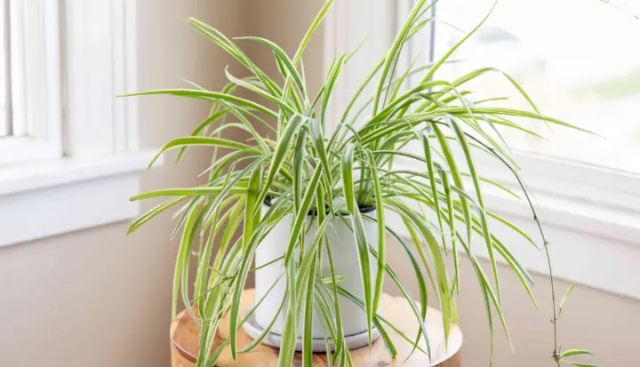 Spider Plant - Kisan Of India