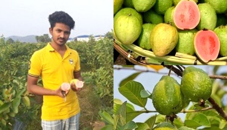 arka kiran guava farming अमरूद की खेती guava cultivation