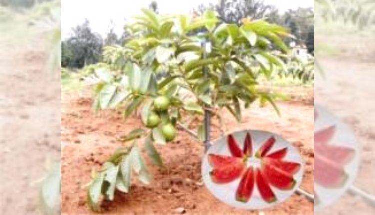 arka kiran guava farming अमरूद की खेती guava cultivation