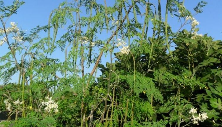 सहजन की खेती drumstick farming