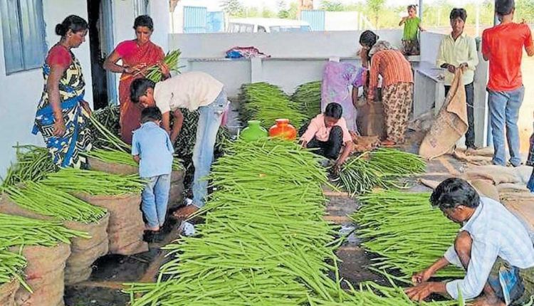 सहजन की खेती drumstick farming