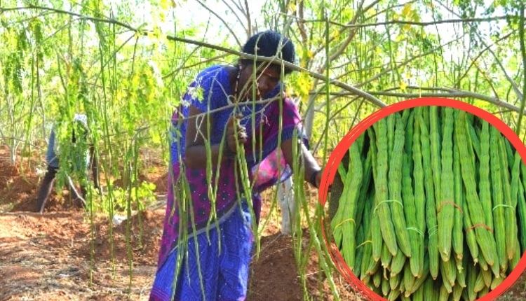 सहजन की खेती drumstick farming