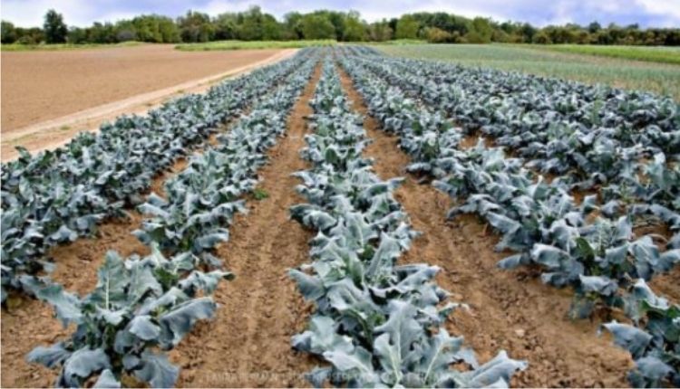 ब्रोकली की खेती Broccoli farming