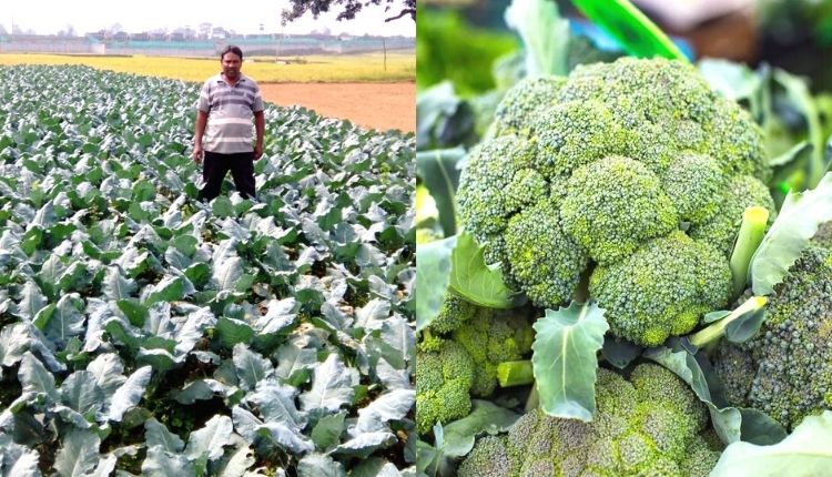 ब्रोकली की खेती Broccoli farming