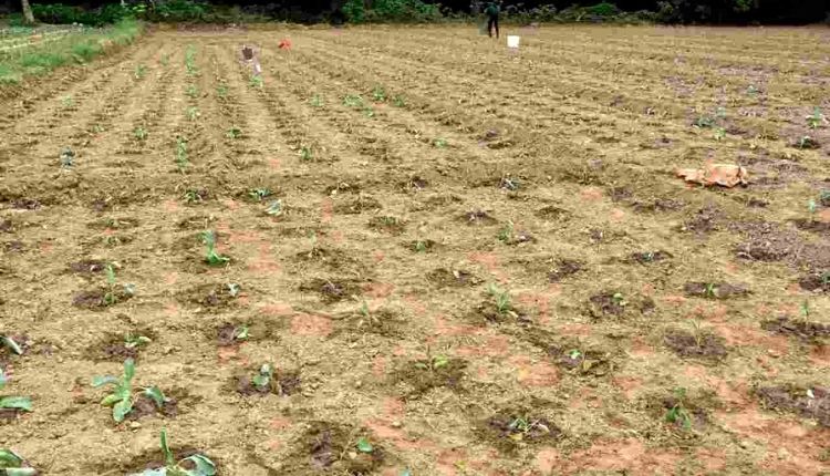 ब्रोकली की खेती Broccoli farming