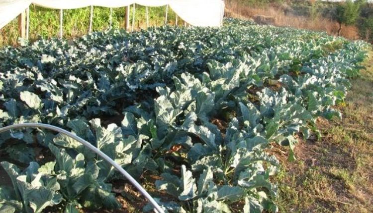 ब्रोकली की खेती Broccoli farming