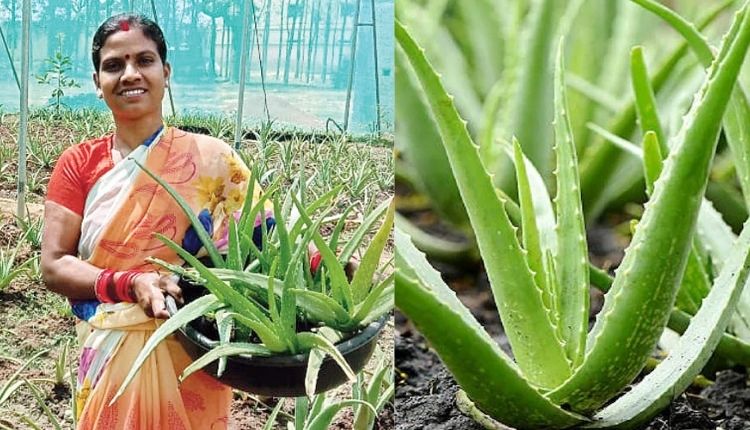 एलोवेरा की खेती (Aloe Vera Farming)