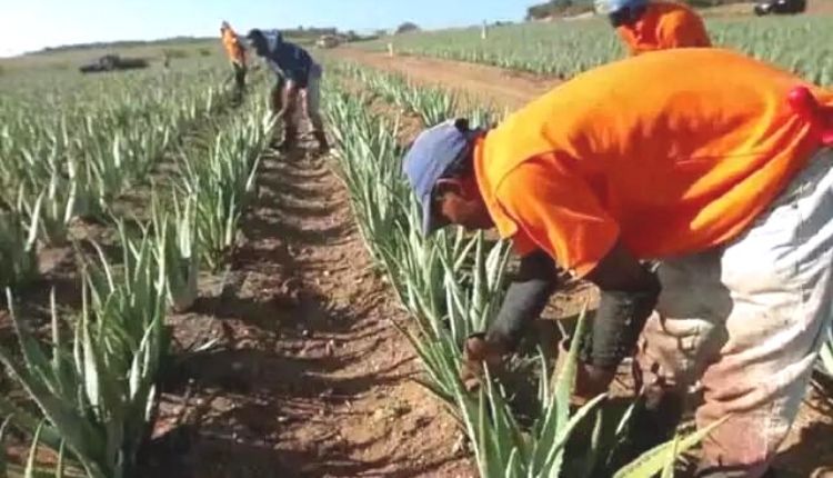 एलोवेरा की खेती (Aloe Vera Farming)