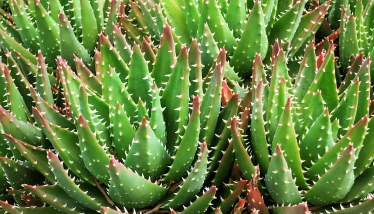 एलोवेरा की खेती (Aloe Vera Farming)