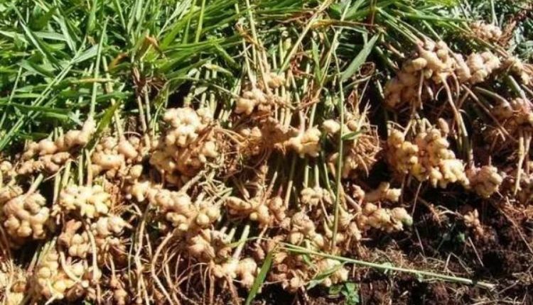 Ginger Farming : Know the advanced methods of cultivation of ginger, which variety is better and how much is the profit?