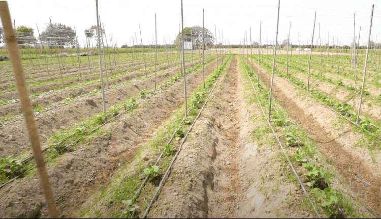 organic multilayer farming 