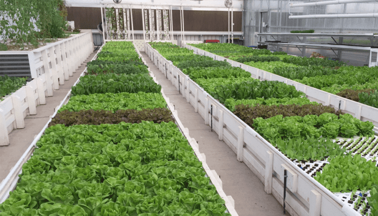 Aquaponics Farming in india ( एक्वापोनिक्स फ़ार्मिंग )