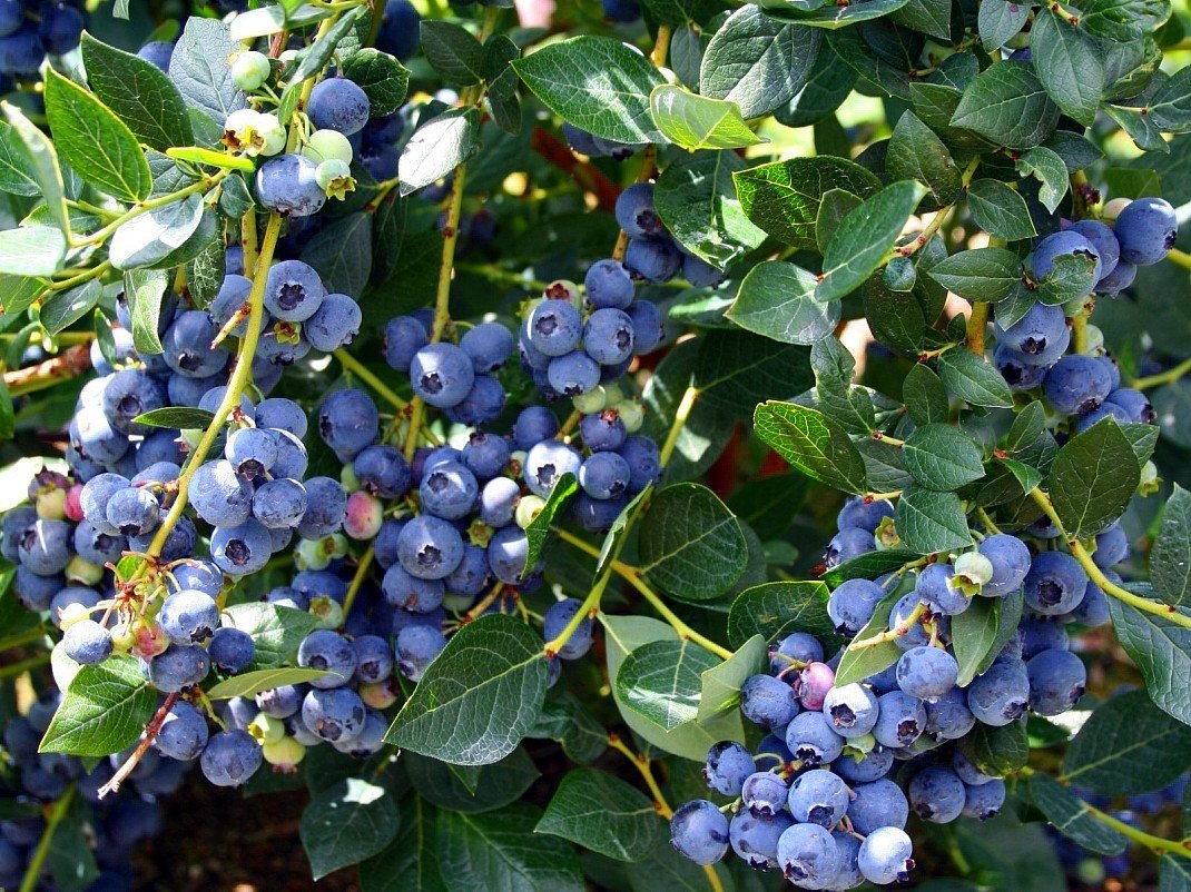 blueberry farming