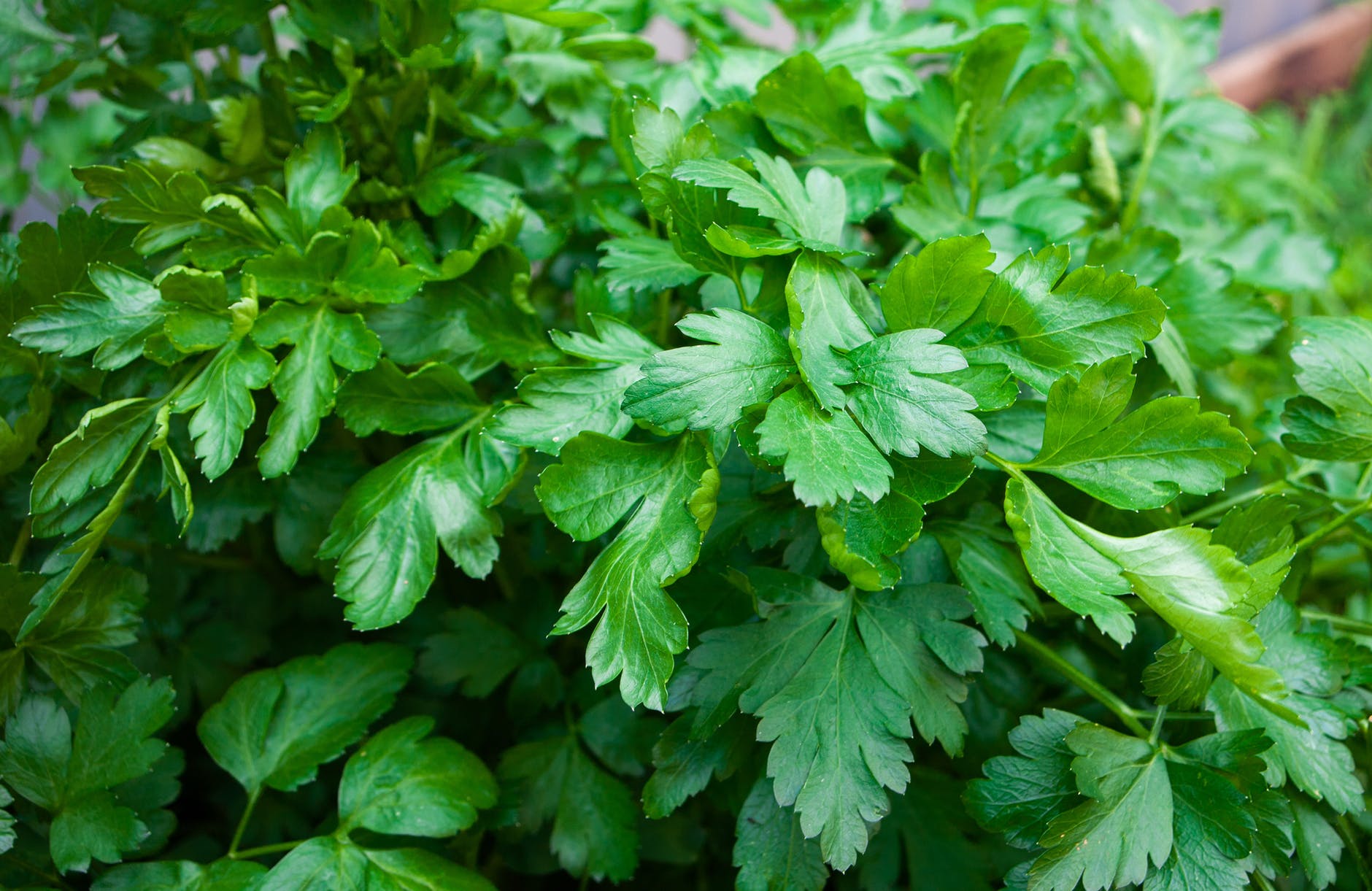 coriander production madhya pradesh guna ( धनिया उत्पादन )