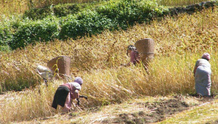 arunachal pradesh credit linked schemes ( कृषि और बागवानी )