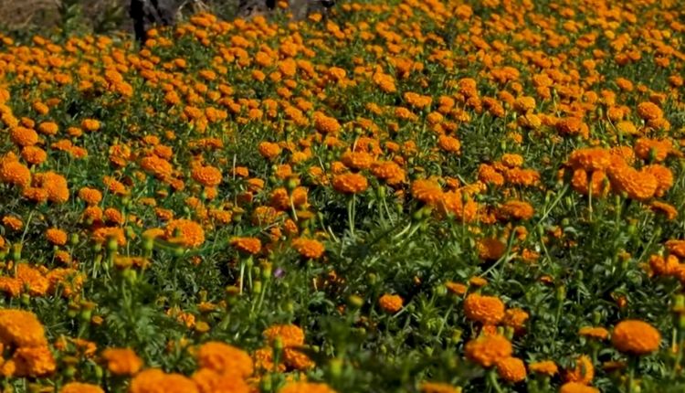 marigold farmer bhopal ( गेंदे की खेती )