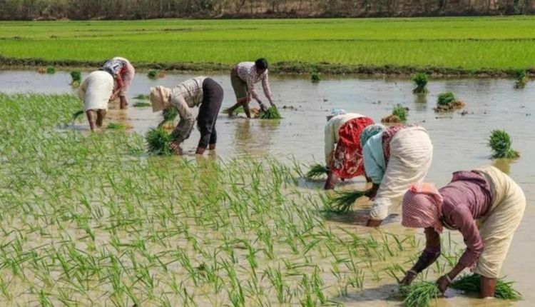 Samekit Birsa Gram Vikas Yojna ( समेकित बिरसा ग्राम विकास योजना )