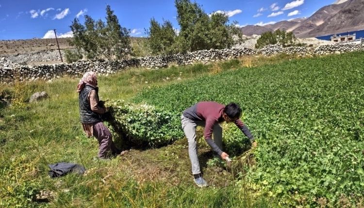 बांस के उत्पादन bamboo saplings in leh ladkah project bold ( बांस के उत्पादन )