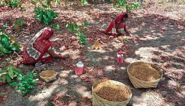 Chhattisgarh mahua flowers export france ( महुआ फूल की खेती )