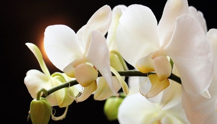orchid species uttarakhand ( आर्किड की नई प्रजाति )