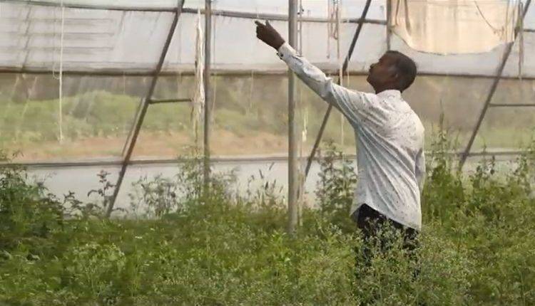 polyhouse farming ( पॉलीहाउस खेती )