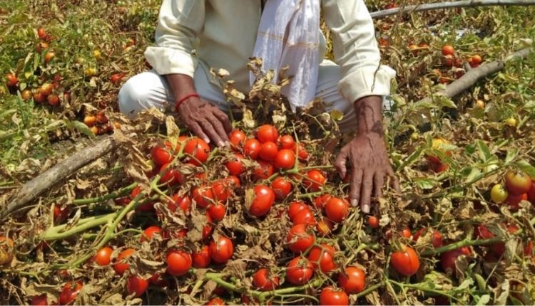 maharashtra nashik farmers tomato