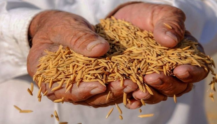 wheat paddy purchase in uttar pradesh ( बीज ग्राम योजना )