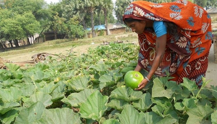 सब्जियों की खेती Nutritive Vegetable Garden Scheme ( सब्जी की खेती )