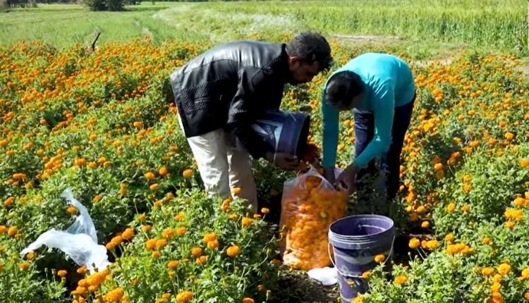 marigold farmer bhopal ( गेंदे की खेती )