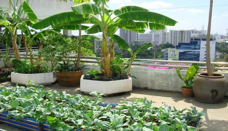 rooftop gardening bihar subsidy ( छत पर बागवानी योजना )