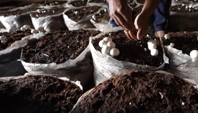 mushroom farming srinagar ( मशरूम की खेती )