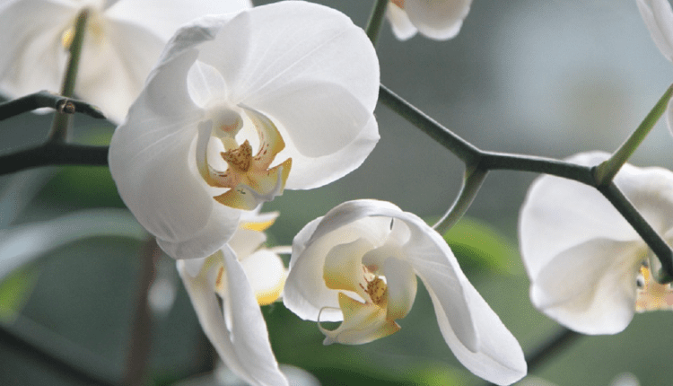 orchid species uttarakhand ( आर्किड की नई प्रजाति ) 