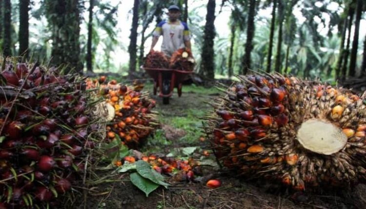 National Edible Oil-Palm Oil Mission ( पाम ऑयल की खेती )