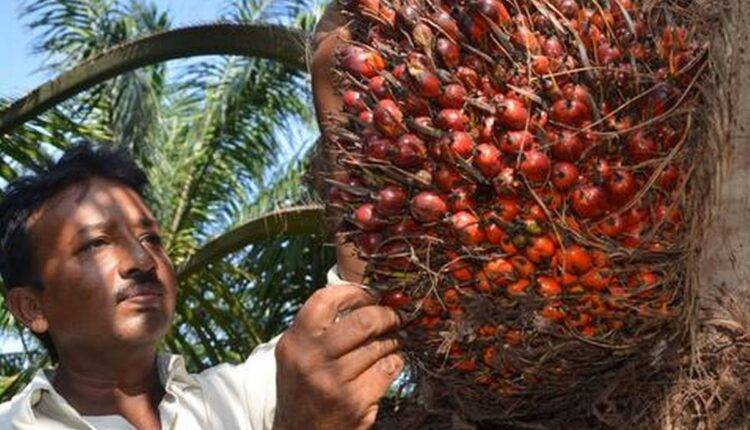 National Edible Oil-Palm Oil Mission ( पाम ऑयल की खेती )