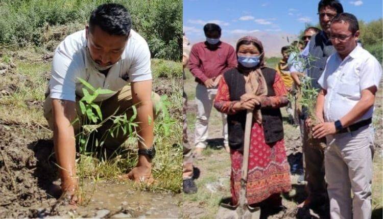 bamboo saplings in leh ladkah project bold ( बांस के उत्पादन )