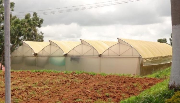 polyhouse farming ( पॉलीहाउस खेती )