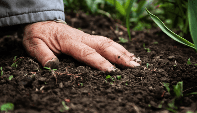 soil health smartphone technique ( मिट्टी की सेहत ) 
