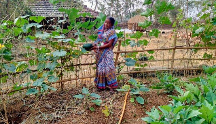 Nutritive Vegetable Garden Scheme ( सब्जी की खेती )