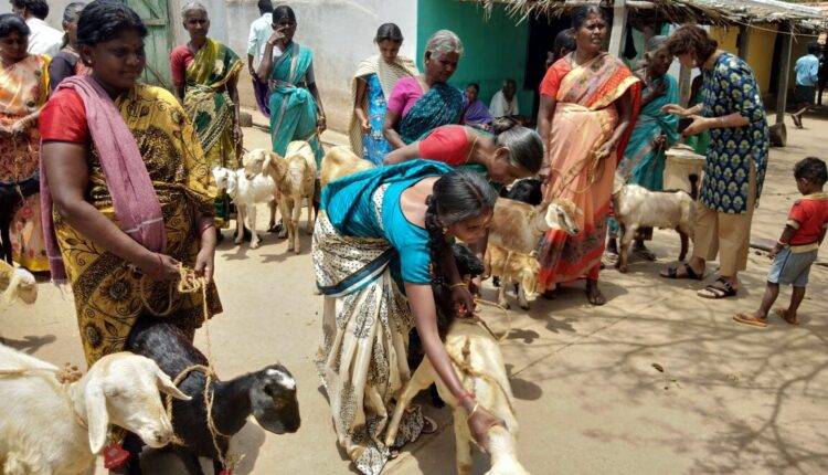 goat farming farmers double income ( भारत में बकरी पालन )
